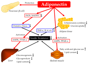 The hcg diet and adiponectin.